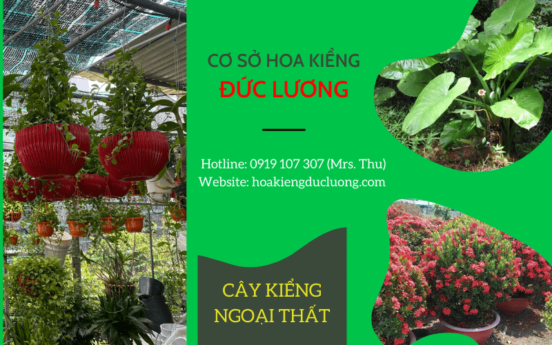 cây kim tiền