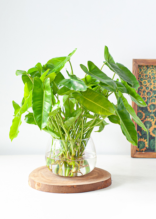 trầu bà thủy sinh