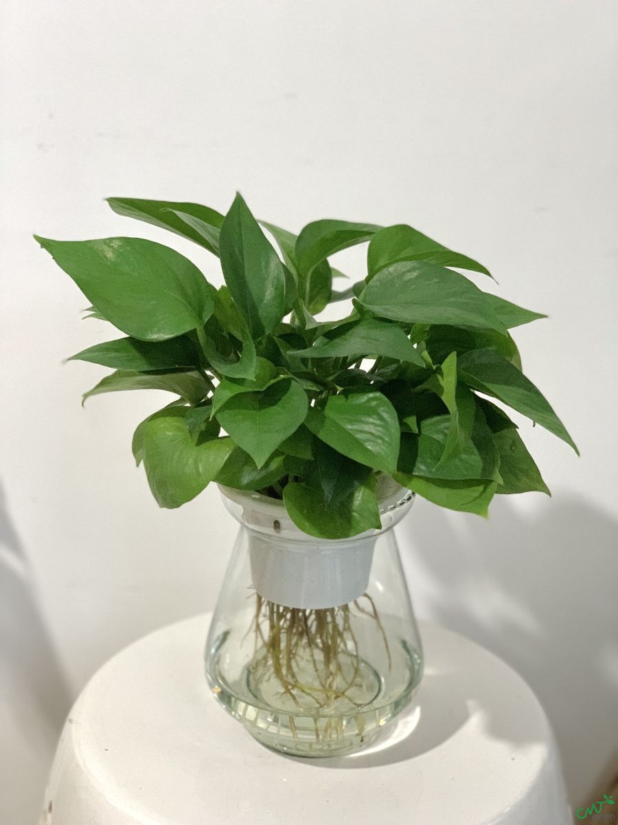 trầu bà thủy sinh