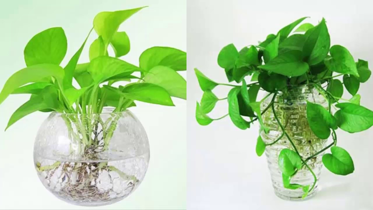 trầu bà thủy sinh