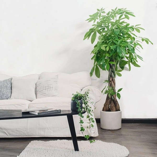 bài trí cây cảnh