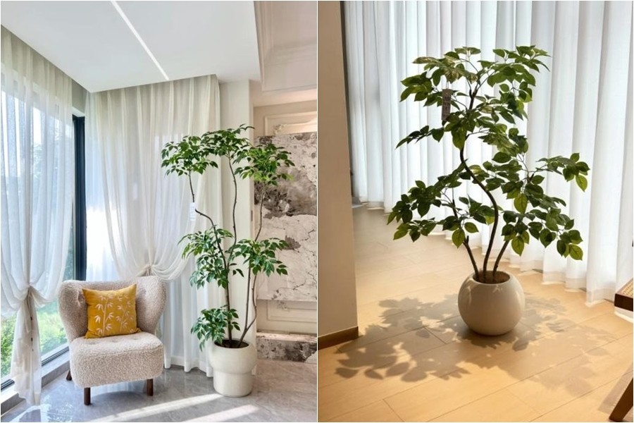 bài trí cây cảnh