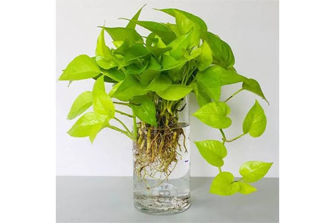 trầu bà thủy sinh
