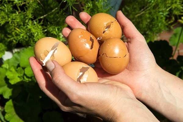 vỏ trứng gà làm phân hữu cơ