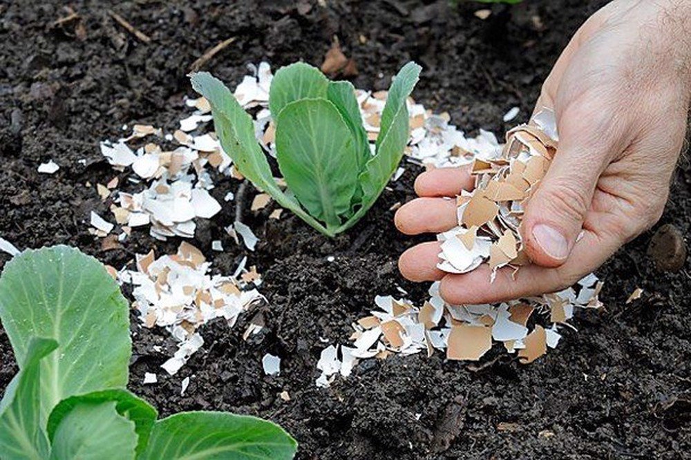 vỏ trứng gà làm phân hữu cơ
